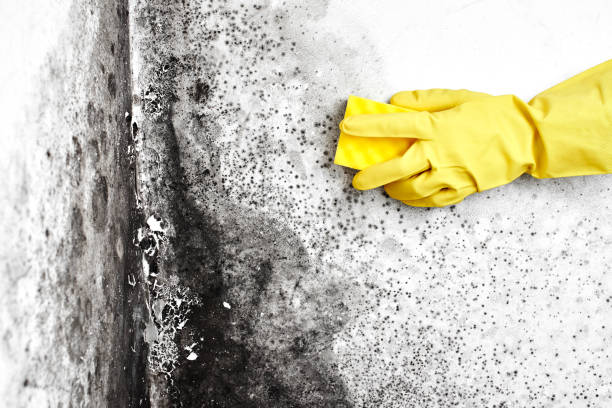 Best Toxic Mold Removal  in Seabrook Farms, NJ