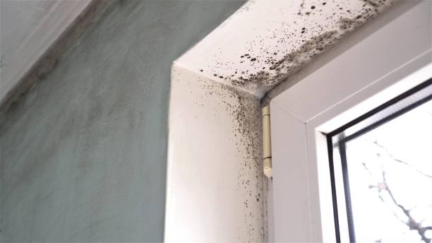 Best Certified Mold Removal  in Seabrook Farms, NJ