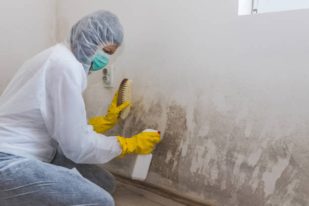 Best Residential Mold Removal  in Seabrook Farms, NJ