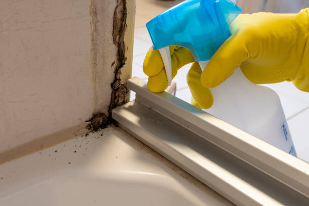 Mold Testing and Removal in Seabrook Farms, NJ