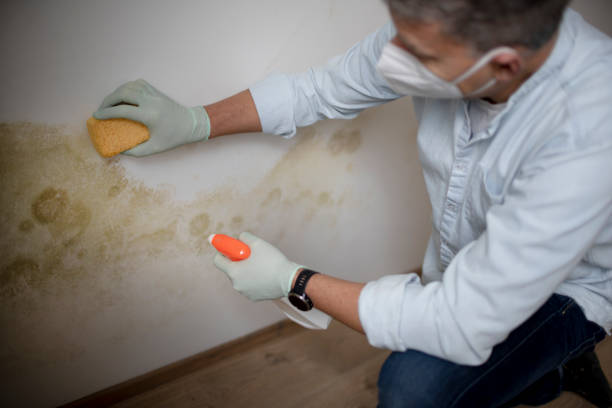 Best Black Mold Removal  in Seabrook Farms, NJ