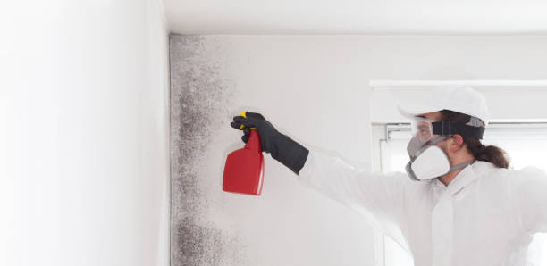 Best Fast Mold Removal  in Seabrook Farms, NJ