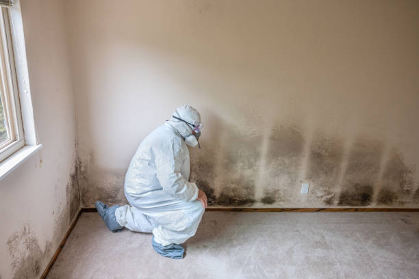 Best Mold Damage Repair  in Seabrook Farms, NJ