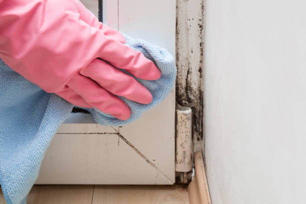 Best Residential Mold Removal  in Seabrook Farms, NJ