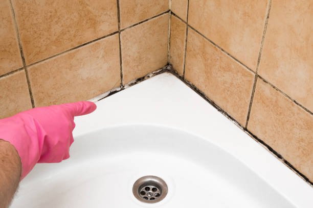 Best Black Mold Removal  in Seabrook Farms, NJ